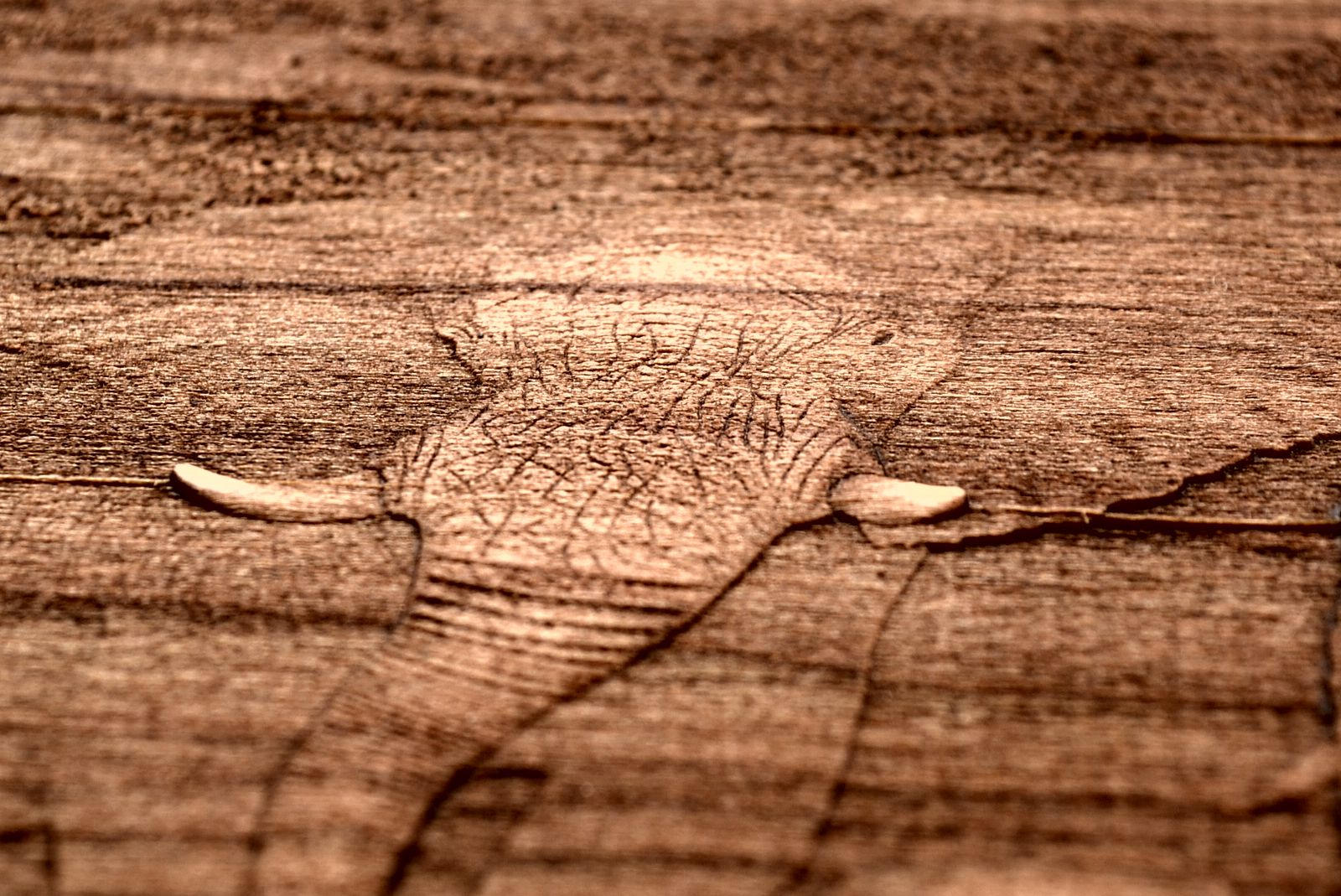 Elephants in the Wild-Exquistely Engraved-Heirloom Quality Chest-Available for Tea, Essential Oils or Keepsake Box-Perfect Elephant Gift